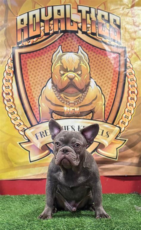 Versace French Bulldogs, Hollywood, FL (2024) 